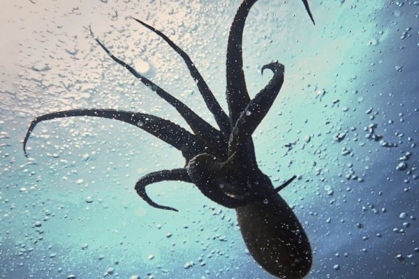 Kraken что это за сайт