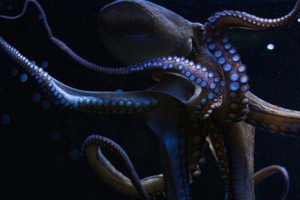 Kraken официальный сайт вход